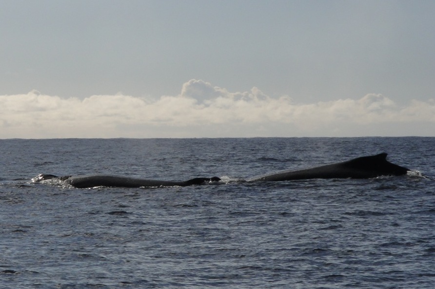 Whales off Kiama